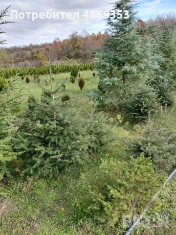 Коледна чудна елха за дома и градината , снимка 8 - Градински цветя и растения - 52532779
