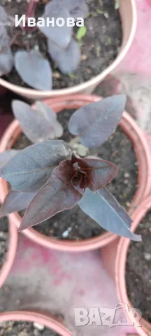 Червенолистна лизимахия, снимка 3 - Градински цветя и растения - 50370253