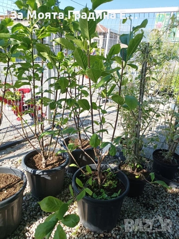 Магнолия 19 вида , снимка 7 - Градински цветя и растения - 54020432