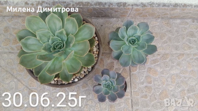 Ешеверия различни размери