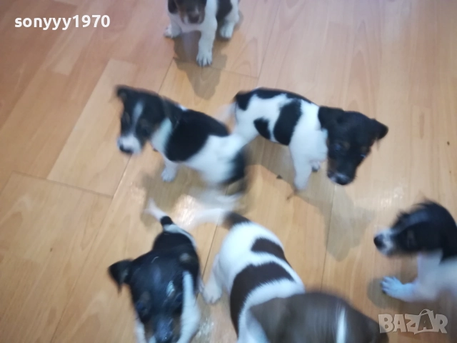 КУЧЕНЦА ДЖАК РЪСЕЛ 250ЛВ ЗА БРОЙ 1510251740, снимка 6 - Джак ръсел териер - 52065544