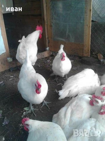 оплодени яйца  от синьо  и бяло брезе, снимка 5 - други­ - 17015852