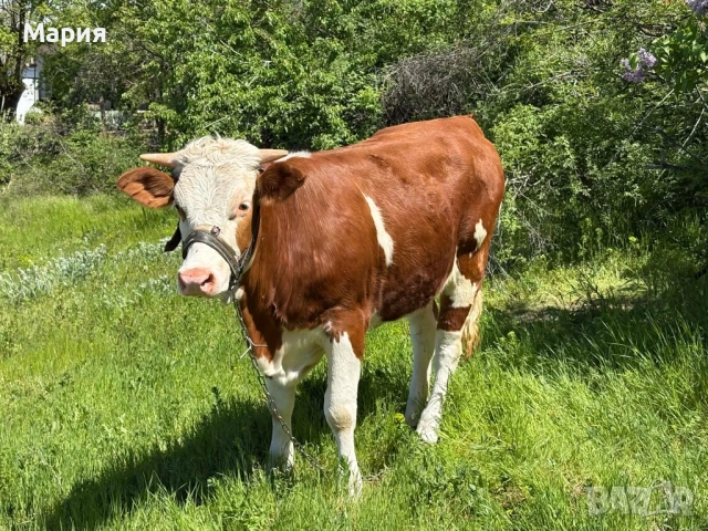 Млада заплодена крава