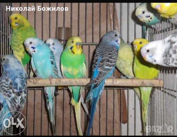 Продавам Вълнисти папагали всички цветове, снимка 2 - Папагали - 29373569