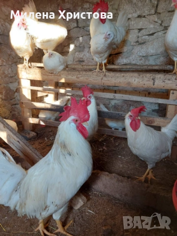 Продавам петли бял легхорн, снимка 4 - Кокошки и пуйки - 52964715