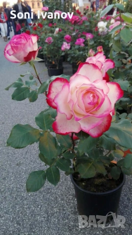 Контейнерни рози, щамбова рози, снимка 3 - Градински цветя и растения - 54100721