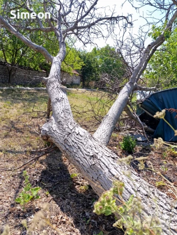 Продавам ОРЕХ, цяло НЕ нарязано дърво, снимка 1