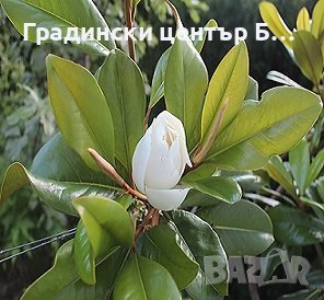 Вечно зелена магнолия grandiflora