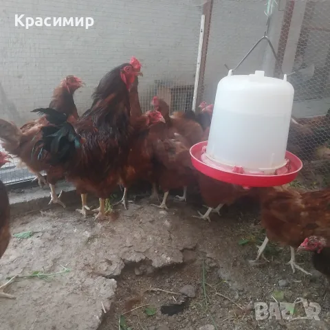 Кокошки и петел Ексел 