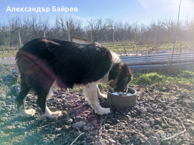 Каракачански кучета , снимка 12 - Каракачанска овчарка - 54327853