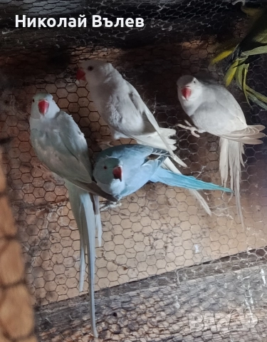 Малки александри 