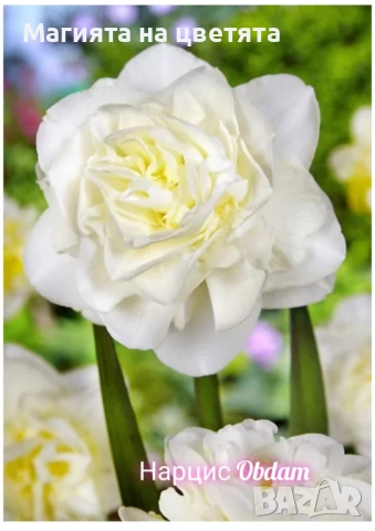 Кичести нарциси 10 сорта, снимка 9 - Градински цветя и растения - 51659641