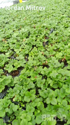 Разсад .Ягоди и малини, снимка 5 - Разсади - 49494255
