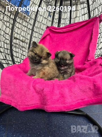 померан, снимка 4 - Померан - 53323417