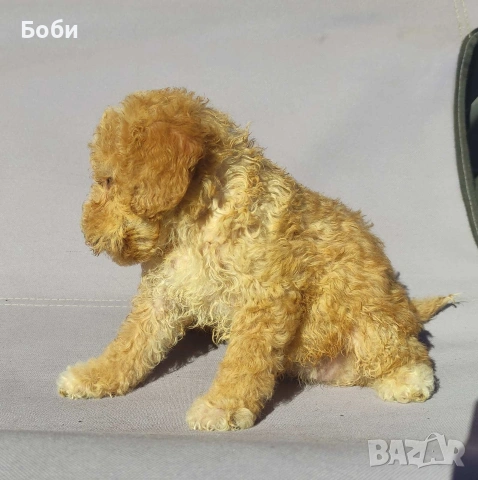 пудел / мини пудел, снимка 4 - Пудели - 54104820