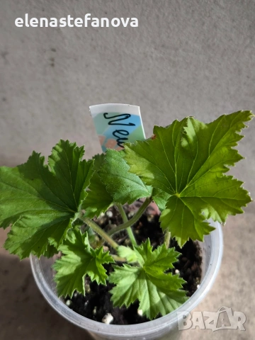 Комплект от три мушката, снимка 4 - Стайни растения - 54256413