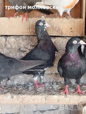 Гълъби на глас и въртене , снимка 6 - Гълъби - 51800997