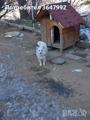 Немски шпиц среден 