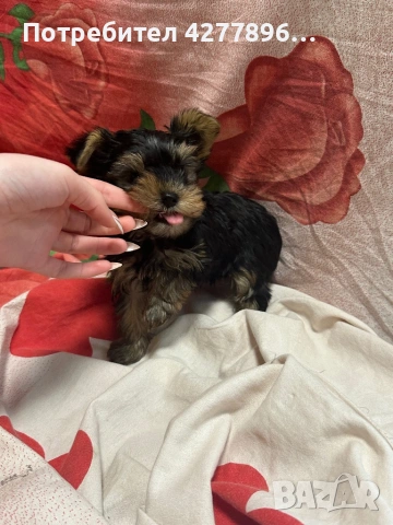  Йоркширски териерчета , снимка 6 - Йоркширски териер - 54136926