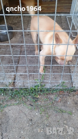 чихуахуа мъжки , снимка 7 - Чихуахуа - 52033406