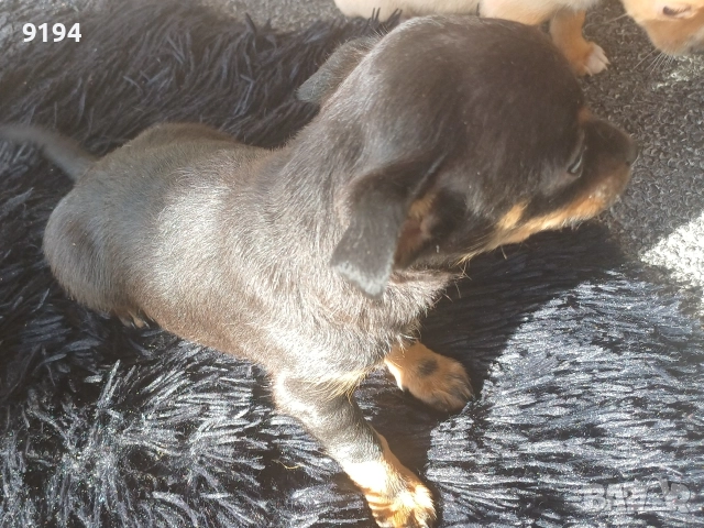 мини пинчер мини пинчер , снимка 5 - Пинчер - 52874815