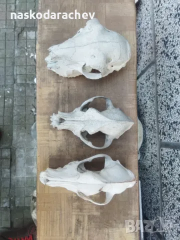 Череп, черепи за декорация, снимка 4 - Декорация за дома - 39432640