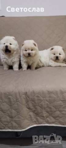 Продавам бели чау чау, снимка 4 - Чау Чау - 53256176
