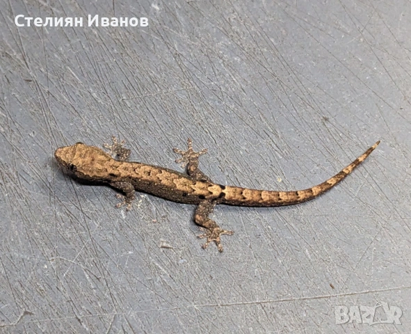 Траурен гекон, плачещ гекон, пенангски люспопръст гекон, лугубрис (Lepidodactylus lugubris), снимка 4 - Гекон - 54158421