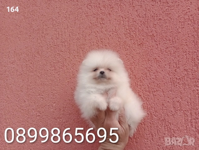 Померани. Реални снимки от 22.03.26 г. , снимка 8 - Померан - 53859129