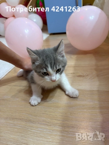 Подарявам котенца!, снимка 2 - Британска късокосместа - 53047933