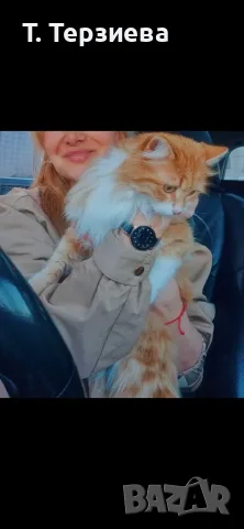 Продавам сибирски котенца , снимка 10 - Сибирски - 55796472