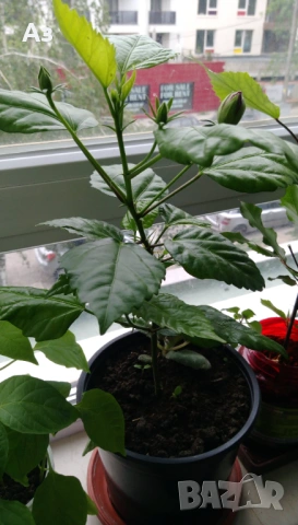 продавам цветя Китайска роза, червена, кичеста, снимка 10 - Стайни растения - 54239402