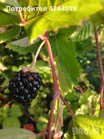 Корени къпини, снимка 3 - Разсади - 48285823