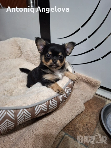 момченце чихуа , снимка 4 - Чихуахуа - 54017924