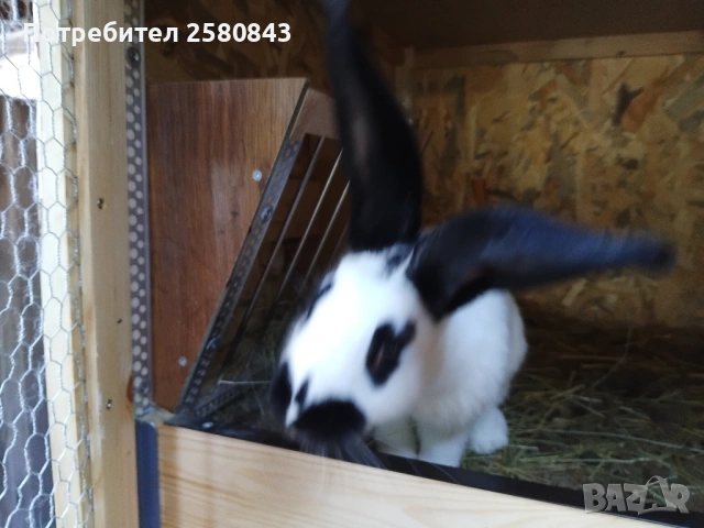 Зайци немска пеперуда чисти