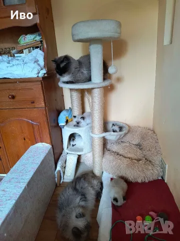 Котета Регдол /  Ragdoll, снимка 7 - Други - 55792070