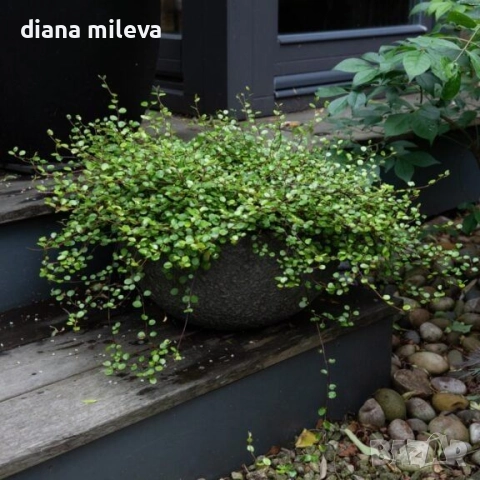 Мюленбекия Сийленд компакт, Muehlenbeckia Sealand compact, снимка 4 - Градински цветя и растения - 49926290