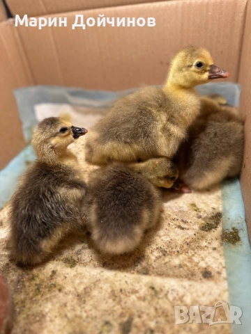 Гъсета малки Гъски