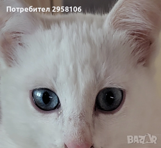 котенца бели,4 мес