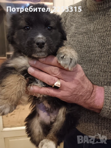 ТЪРСИ СИ ДОМ