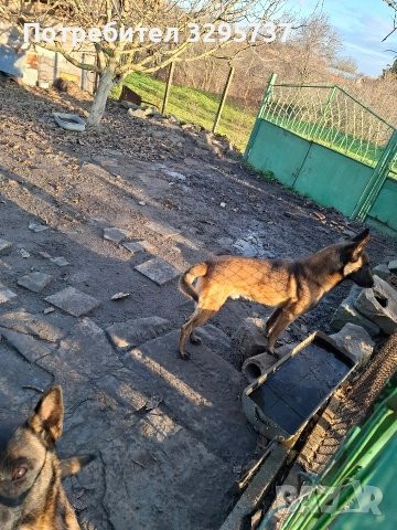 Продава Белгийска овчарка Малиноа , снимка 7 - Белгийска овчарка - 52921799