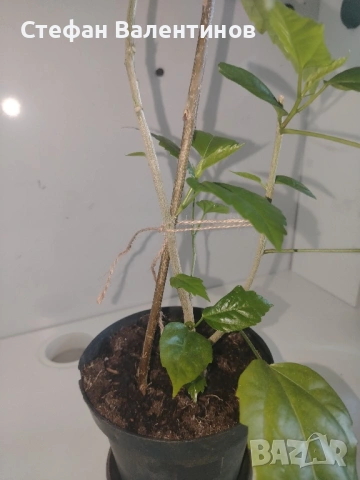 Хибискуси/китайски рози с едри кичести цветове, снимка 6 - Стайни растения - 52044964