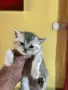 Британски късокосмести, снимка 3