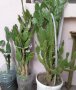 Кактуси, снимка 1 - Градински цветя и растения - 40808241