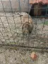 зайци френски великани, снимка 1