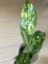 Dracaena surculosa Florida Beauty , снимка 2