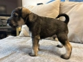 Мини шнауцер/цверг шнауцер, снимка 3