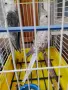 Продавам чифт  корели, снимка 2