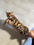 Бенгалски котенца, снимка 1