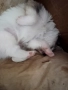 продавам малки померан, снимка 4